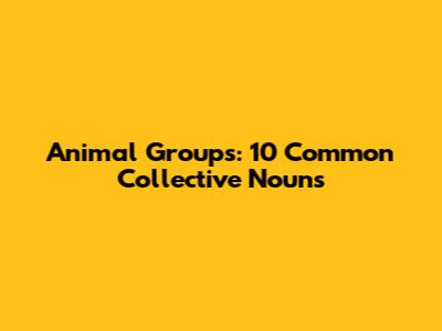 Animal Groups: 10 Common Collective Nouns