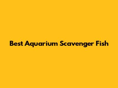 Best Aquarium Scavenger Fish