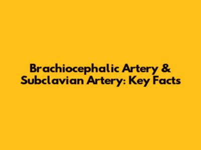 Brachiocephalic Artery & Subclavian Artery: Key Facts