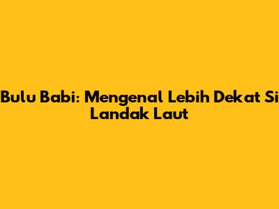 Bulu Babi: Mengenal Lebih Dekat Si Landak Laut