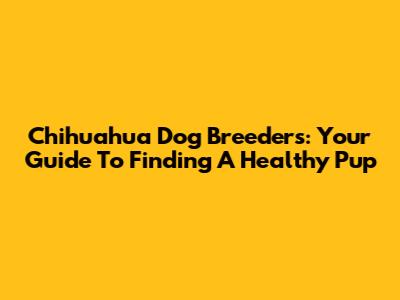 Chihuahua Dog Breeders: Your Guide To Finding A Healthy Pup