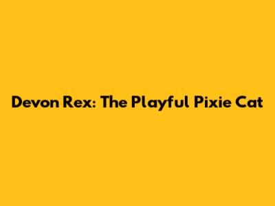 Devon Rex: The Playful Pixie Cat
