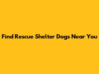 Find Rescue Shelter Dogs Near You