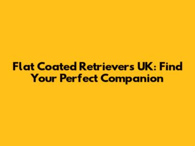 Flat Coated Retrievers UK: Find Your Perfect Companion