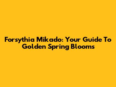 Forsythia Mikado: Your Guide To Golden Spring Blooms