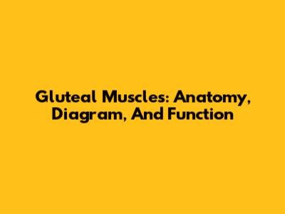 Gluteal Muscles: Anatomy, Diagram, And Function