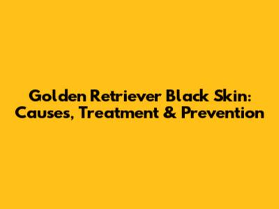 Golden Retriever Black Skin: Causes, Treatment & Prevention