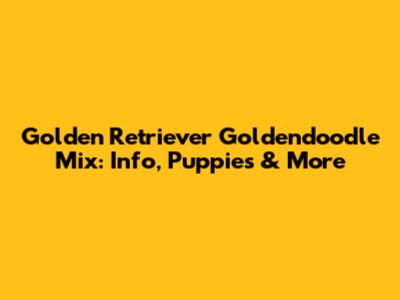 Golden Retriever Goldendoodle Mix: Info, Puppies & More