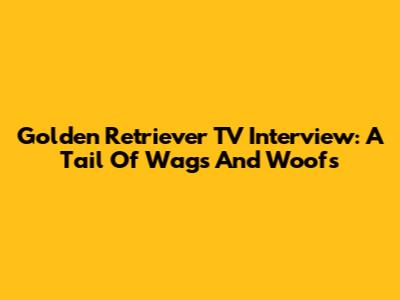 Golden Retriever TV Interview: A Tail Of Wags And Woofs