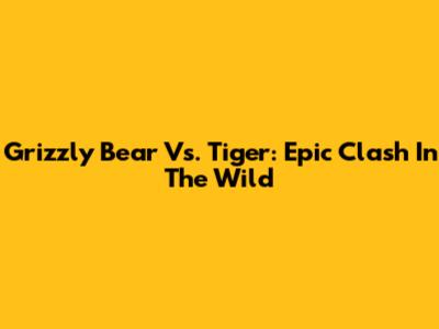 Grizzly Bear Vs. Tiger: Epic Clash In The Wild