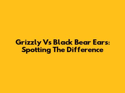 Grizzly Vs Black Bear Ears: Spotting The Difference