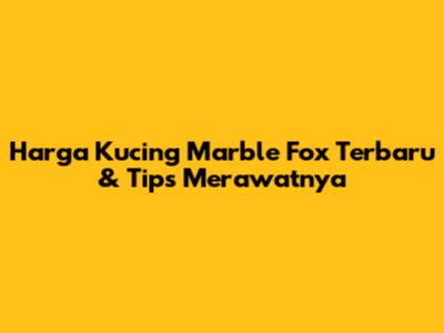 Harga Kucing Marble Fox Terbaru & Tips Merawatnya
