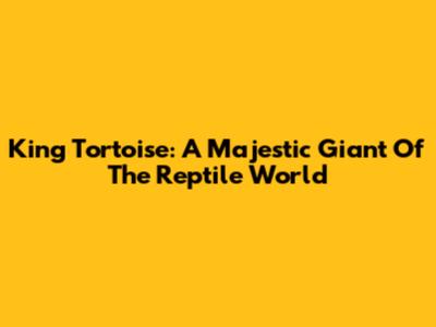 King Tortoise: A Majestic Giant Of The Reptile World