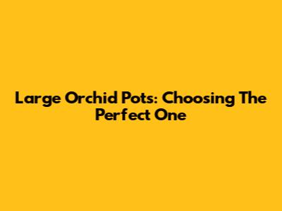 Large Orchid Pots: Choosing The Perfect One