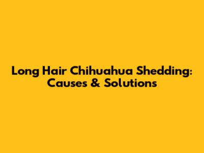 Long Hair Chihuahua Shedding: Causes & Solutions