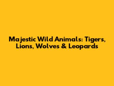 Majestic Wild Animals: Tigers, Lions, Wolves & Leopards