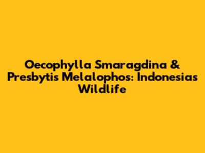 Oecophylla Smaragdina & Presbytis Melalophos: Indonesia's Wildlife
