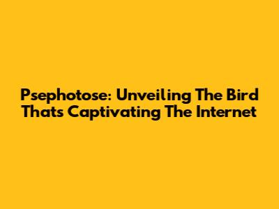 Psephotose: Unveiling The Bird That's Captivating The Internet