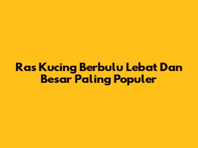 Ras Kucing Berbulu Lebat Dan Besar Paling Populer