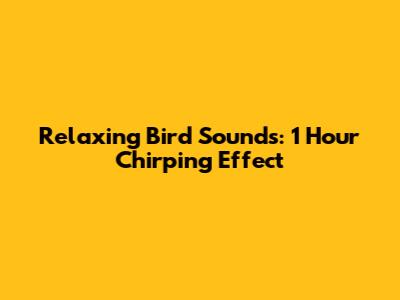 Relaxing Bird Sounds: 1 Hour Chirping Effect