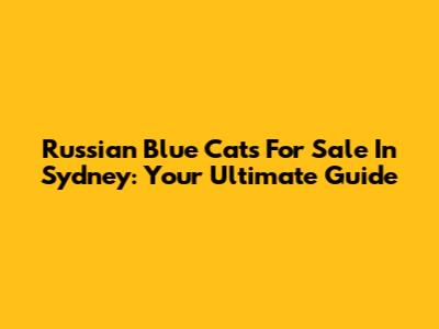Russian Blue Cats For Sale In Sydney: Your Ultimate Guide