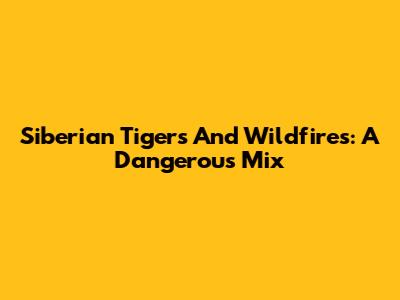 Siberian Tigers And Wildfires: A Dangerous Mix