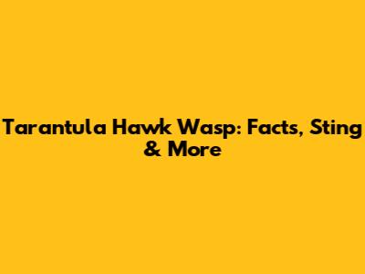 Tarantula Hawk Wasp: Facts, Sting & More