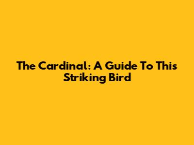The Cardinal: A Guide To This Striking Bird