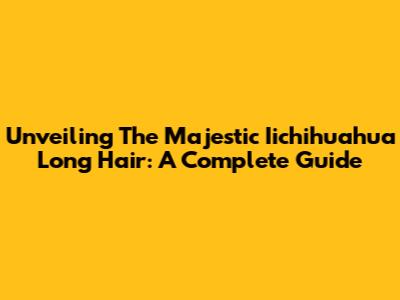 Unveiling The Majestic Iichihuahua Long Hair: A Complete Guide