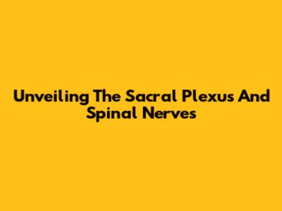 Unveiling The Sacral Plexus And Spinal Nerves
