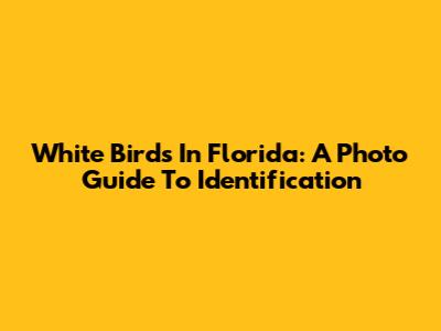 White Birds In Florida: A Photo Guide To Identification